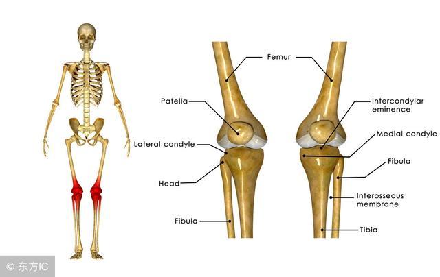 常见的十大膝关节疼痛,老年患者膝关节疾病健康科普