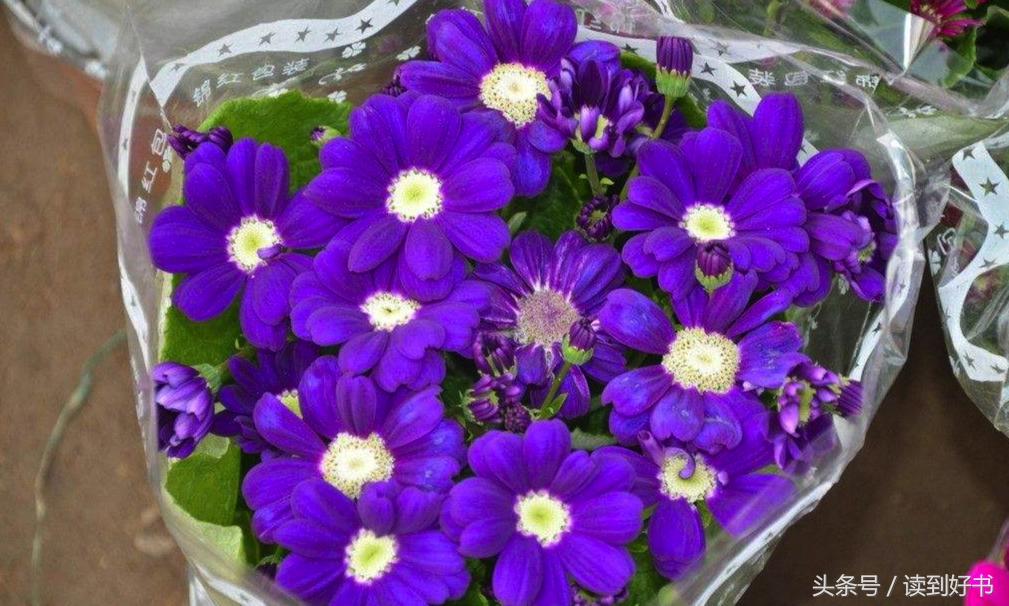 各种花的寓意及花语代表爱,黄玫瑰代表着哪些花语和寓意