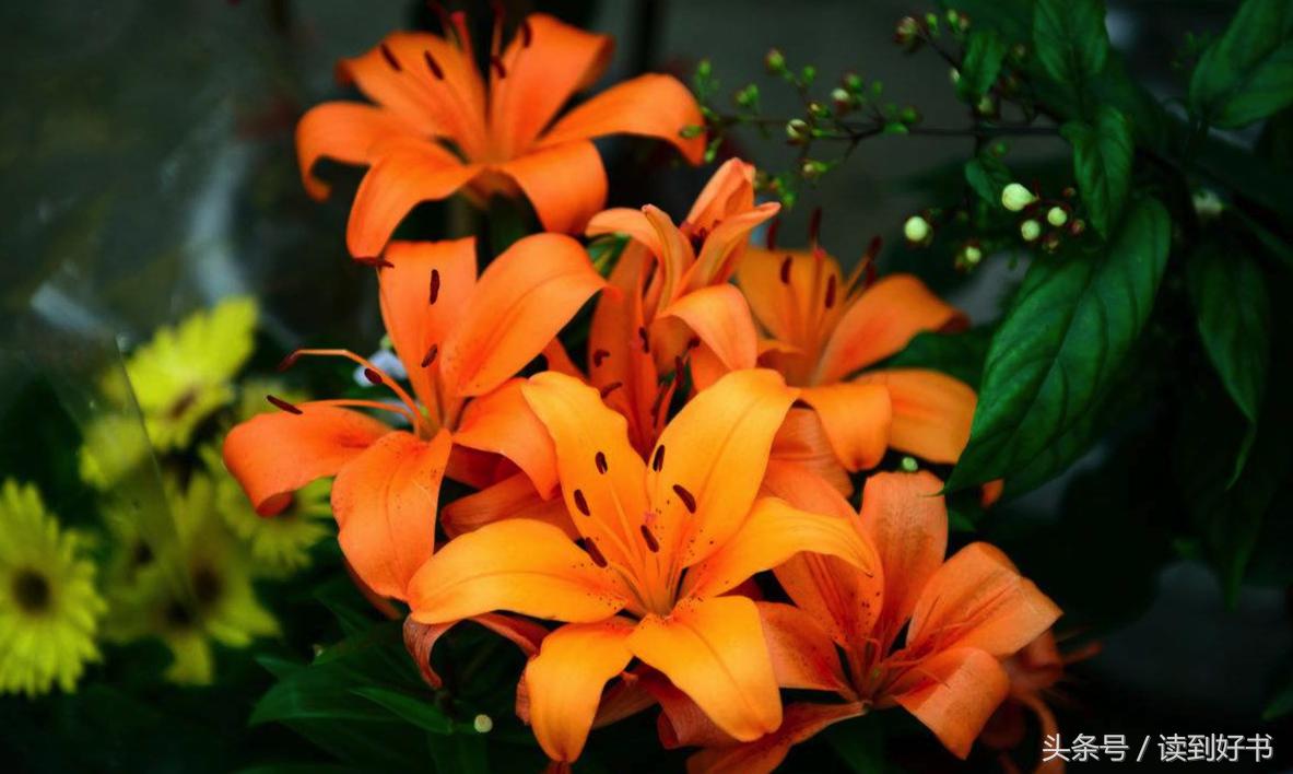 各种花的寓意及花语代表爱,黄玫瑰代表着哪些花语和寓意