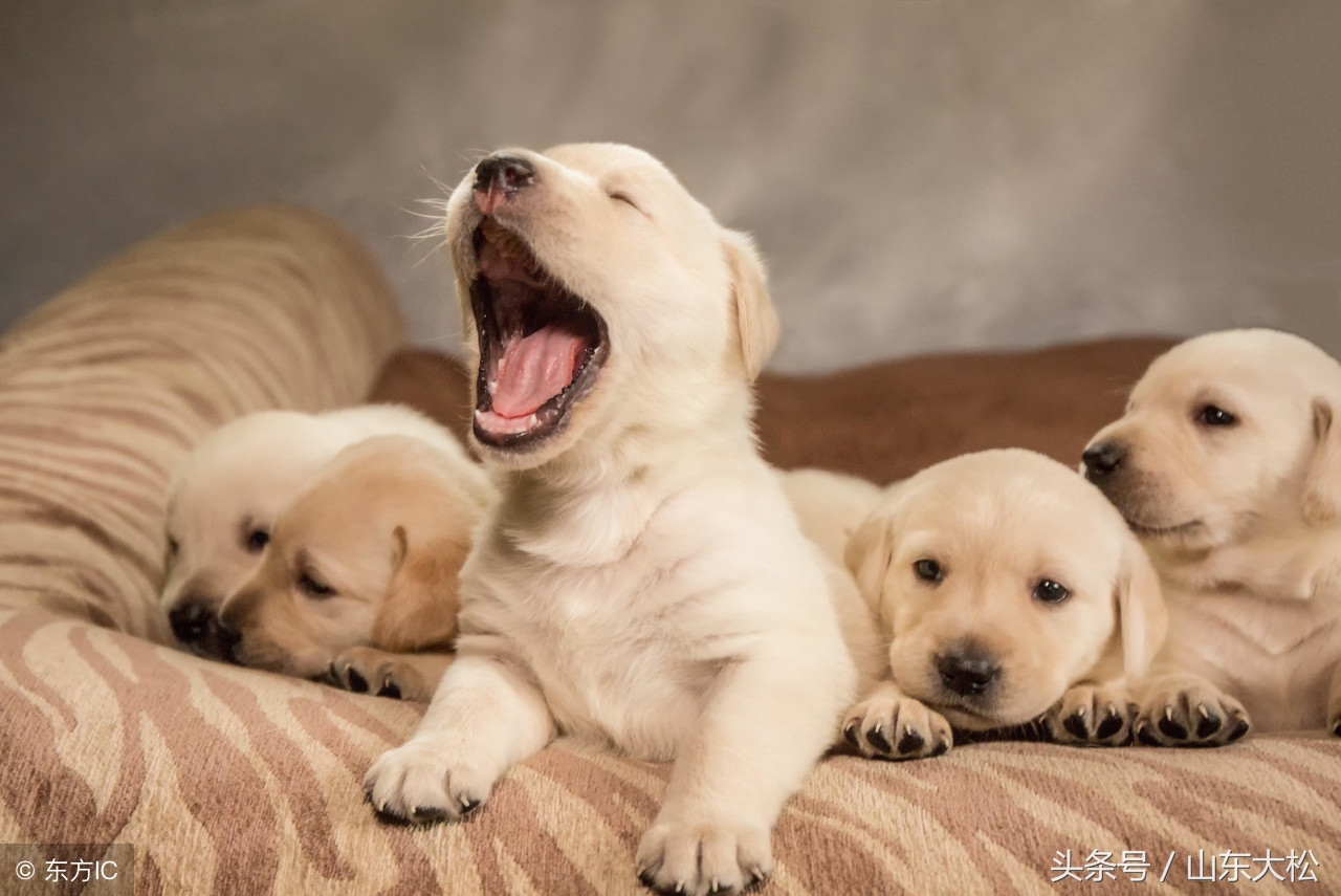 狗狗的十个冷知识,99%的宠主不知道的30个狗狗冷知识