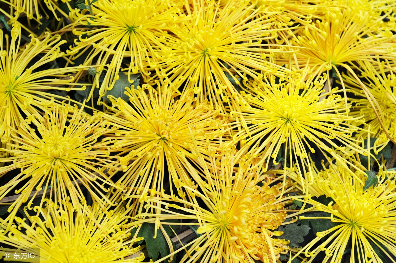 咏菊花最经典的古诗,菊花诗十首欣赏