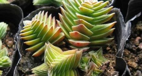 多肉茜之塔养护,多肉茜之塔锦怎么养