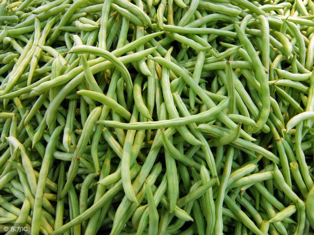 推荐6种豆角美食,6种豆角