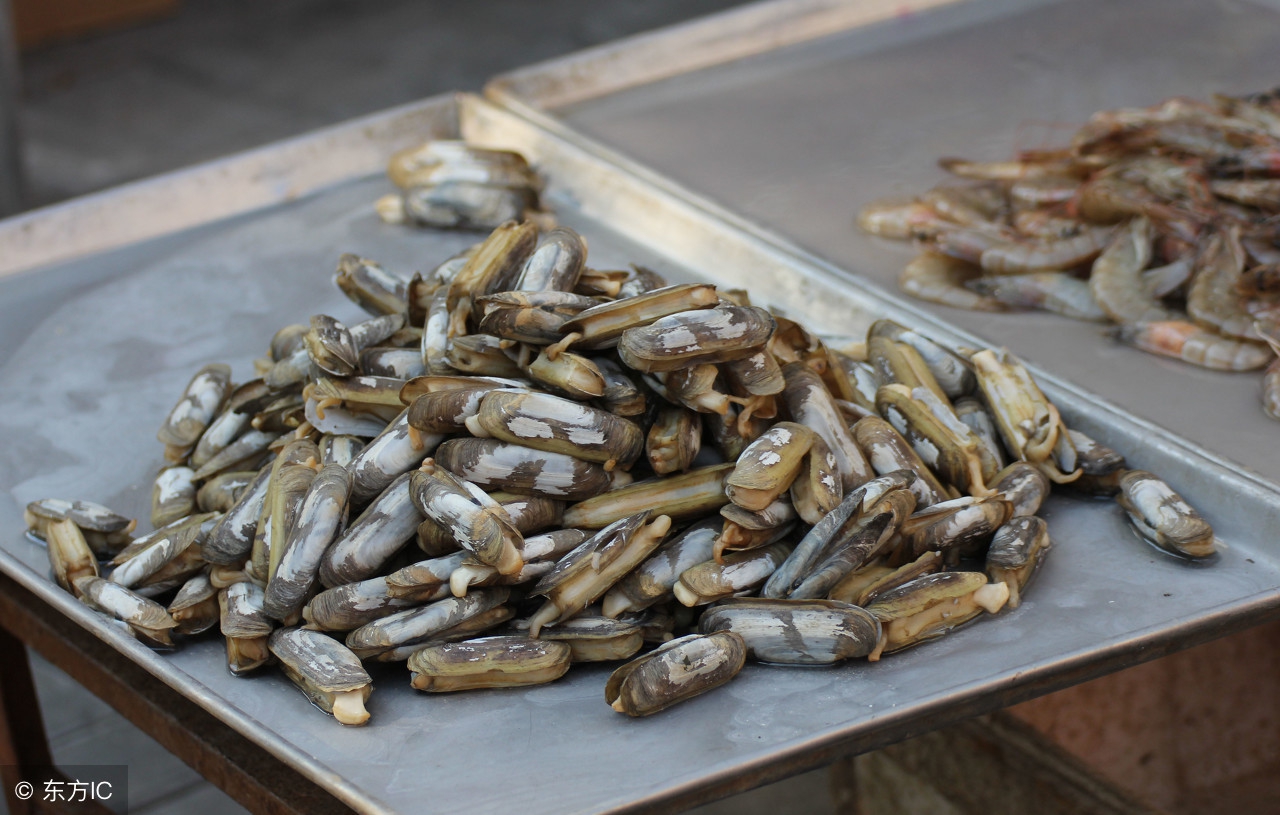 蛏子的含碘量高吗,蛏子肉质肥厚