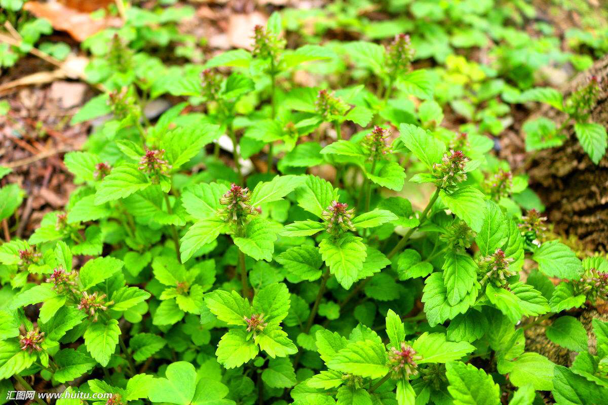 野生风轮菜的作用,风轮菜功能主治