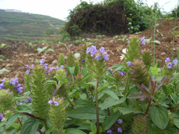 野生风轮菜的作用,风轮菜功能主治