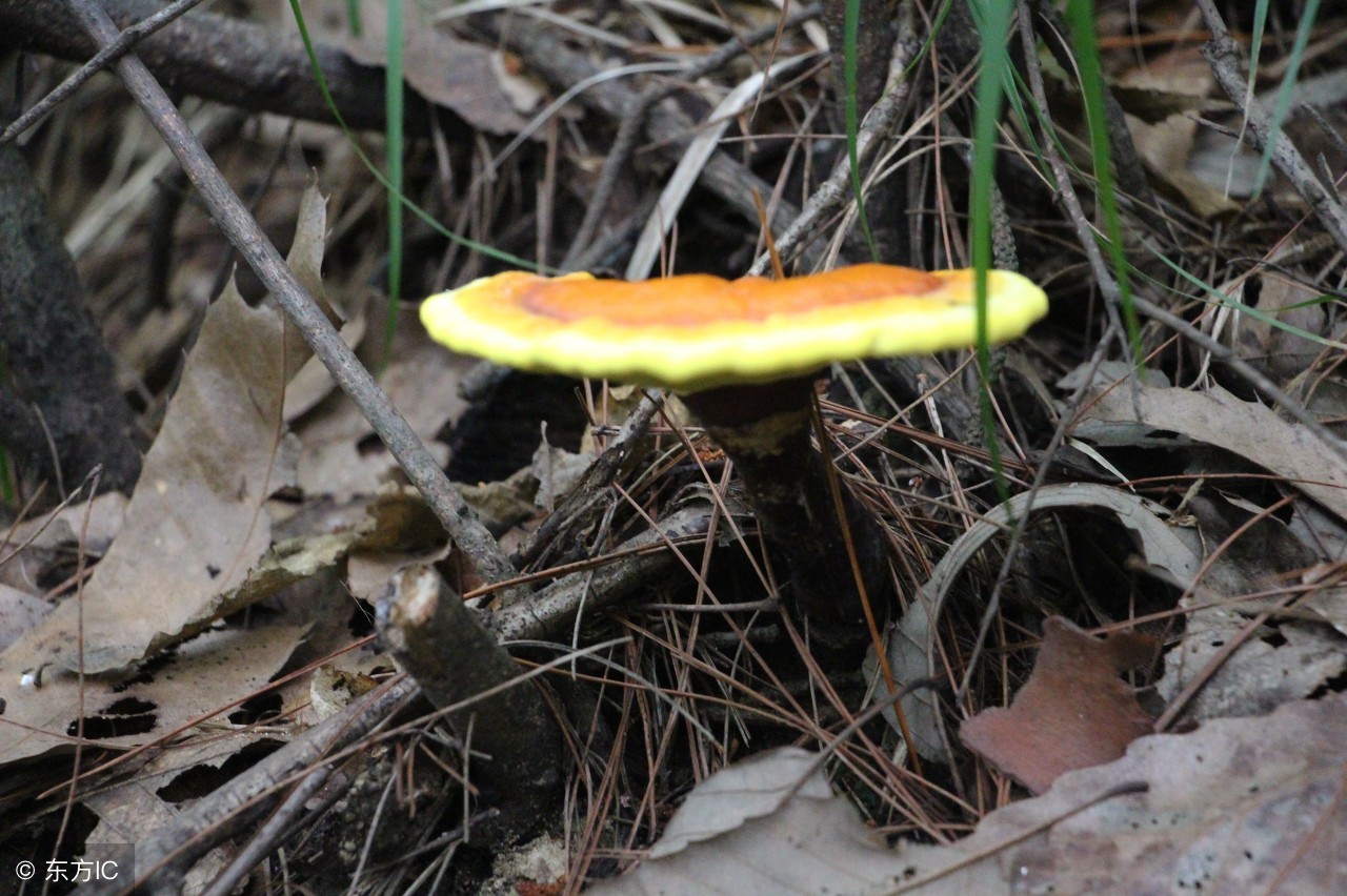 野生灵芝什么价格,真正野生灵芝多少钱一斤