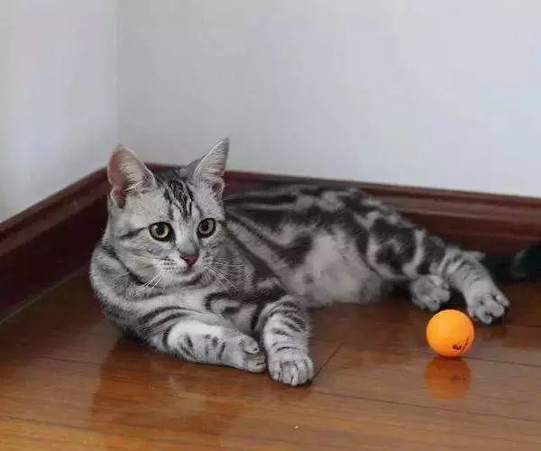 哈哈哈哈哈哈哈哈这届猫奴的智商有点高!