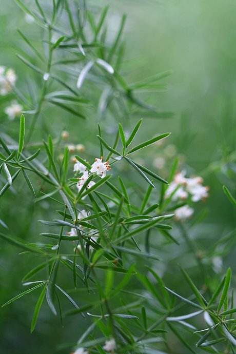 中药材天门冬种植,中药材天门冬啥样