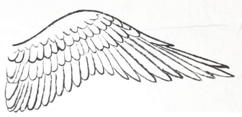 工笔禽鸟技法视频,工笔鸟翅膀画法
