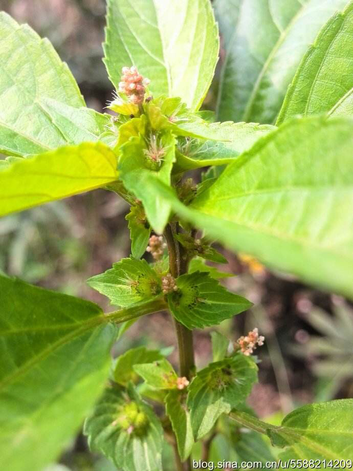 铁苋中药,铁苋菜的吃法