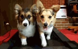 养狗需要投资多少钱,养狗的前景和投资