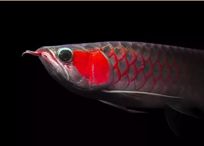 龙鱼怎么鉴别,龙鱼的特征都有哪些