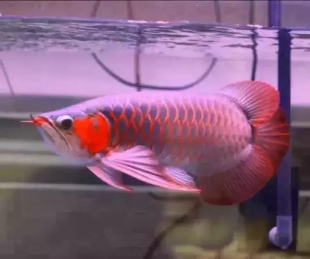 龙鱼怎么鉴别,龙鱼的特征都有哪些