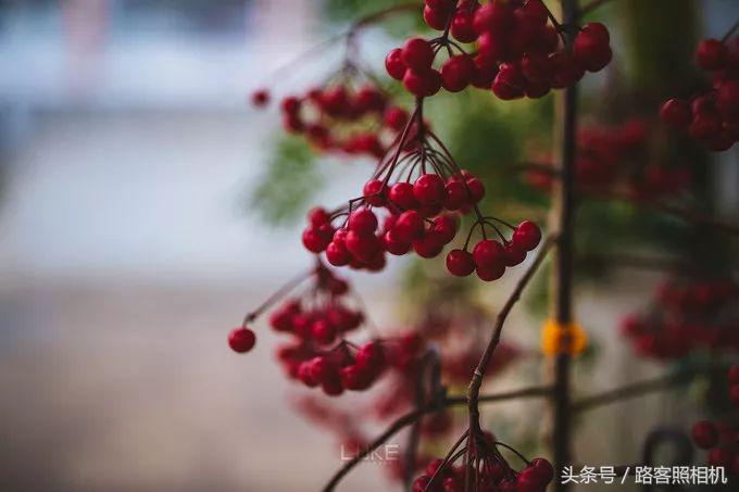 铚傞娓歌,鑺藉簞铚傞娓歌