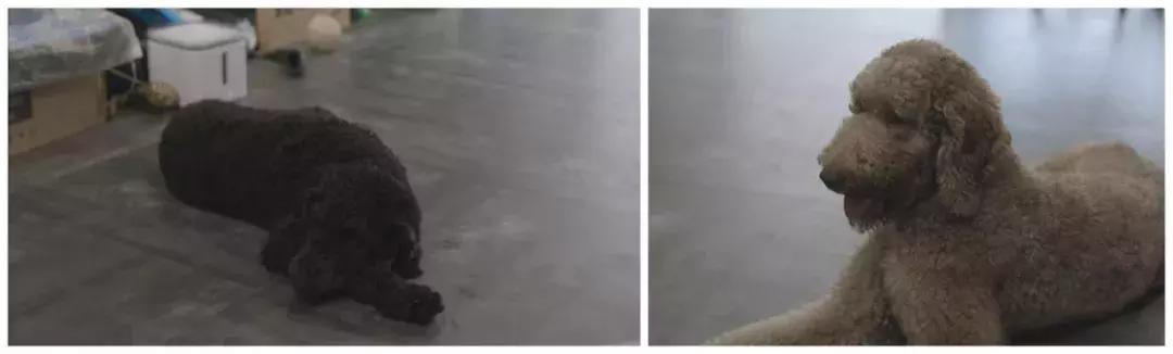 看到这家宠物店老板这么辛苦,我还是乖乖滚回去上班吧!