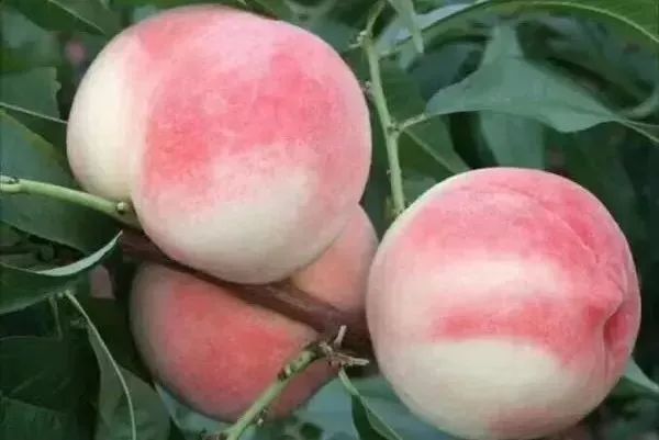 为了避邪，杀人犯在被害者脑子里种了一棵桃树