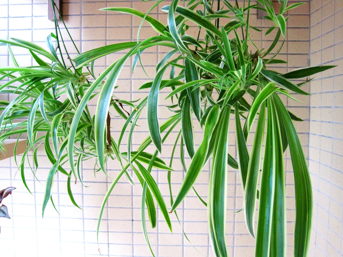 厨房必备吸油烟植物有哪些,吸油烟的植物排名