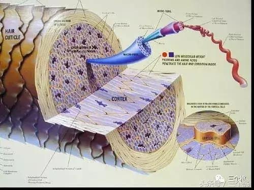 几十块吹风机测评红黑榜,各种价位吹风机测评
