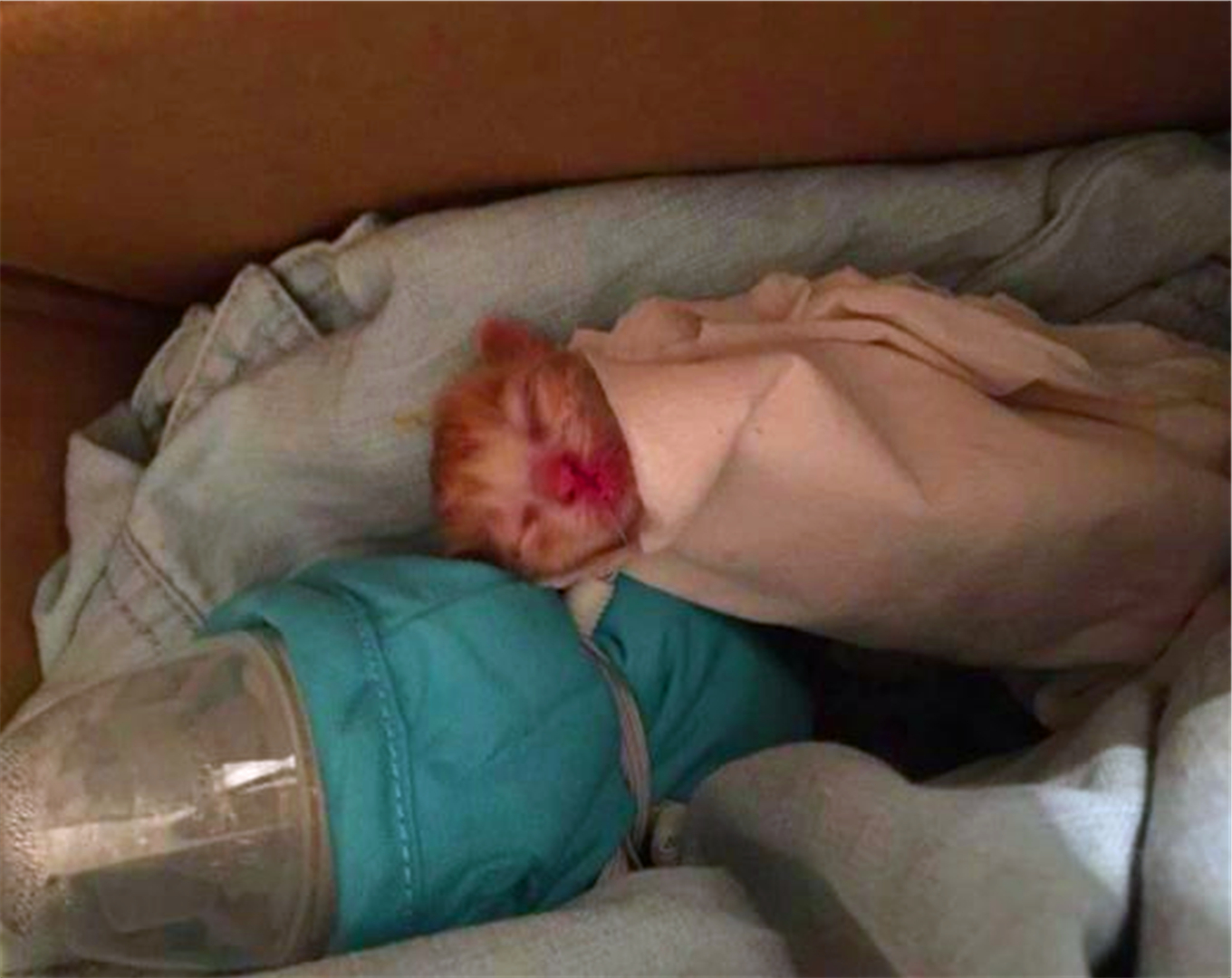 橘猫濒死前遇到善良学生，“偷渡”进寝室后，共同努力下救活猫咪