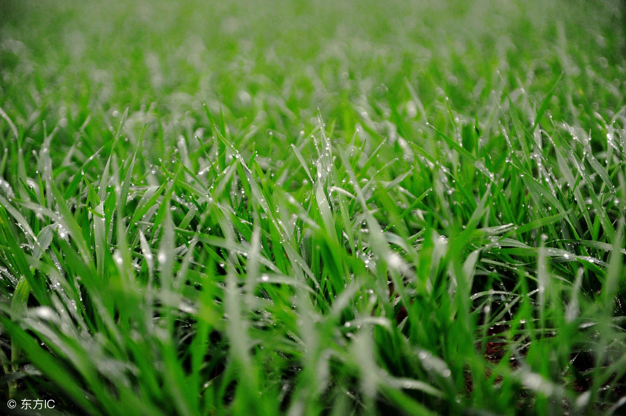 麦田除草剂主要成分,麦田除草剂哪种配方的好