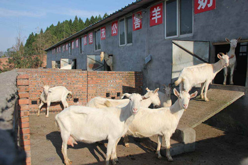 奶山羊什么时候种最好,奶山羊小公羔饲养技术和方法