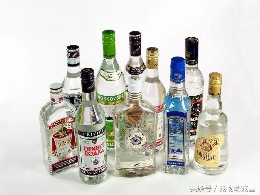 切记这几种食物不宜久放于冰箱,30种狗狗不能吃的食物喂狗误区