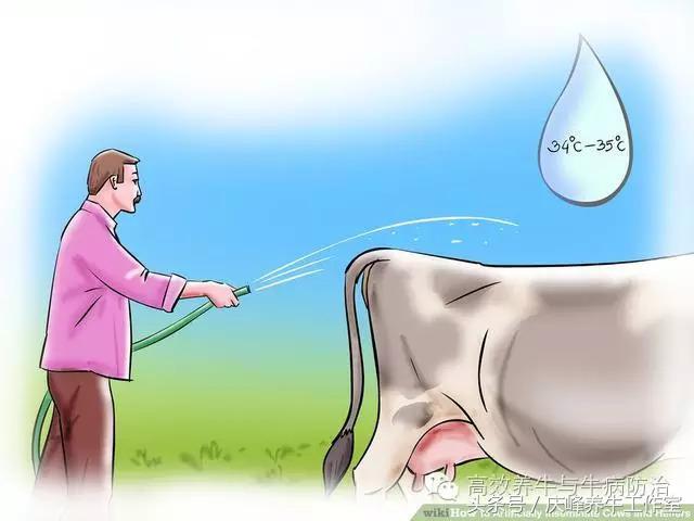 给母牛做人工授精教程,给牛人工授精的操作要领