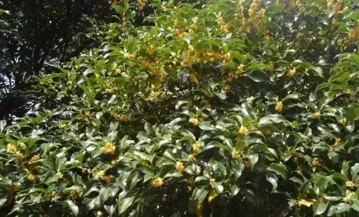 赏桂好去处,金秋赏桂好去处