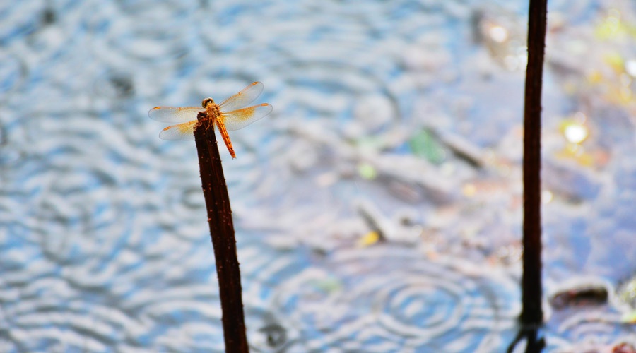 深圳哪里有海滩免费景点,深圳十大免费景点有哪些