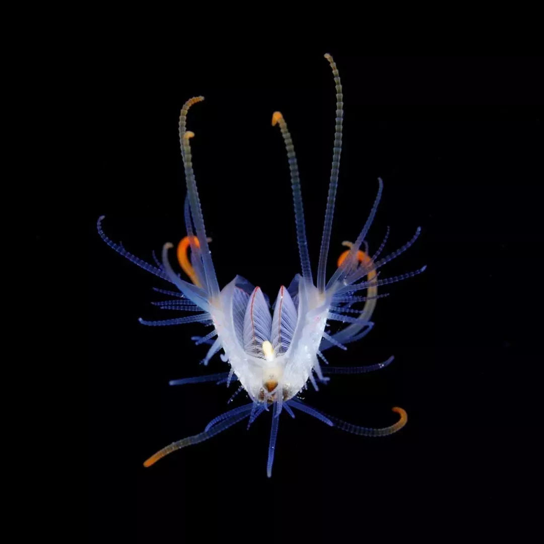 海洋探秘资料,海洋探秘鲨鱼