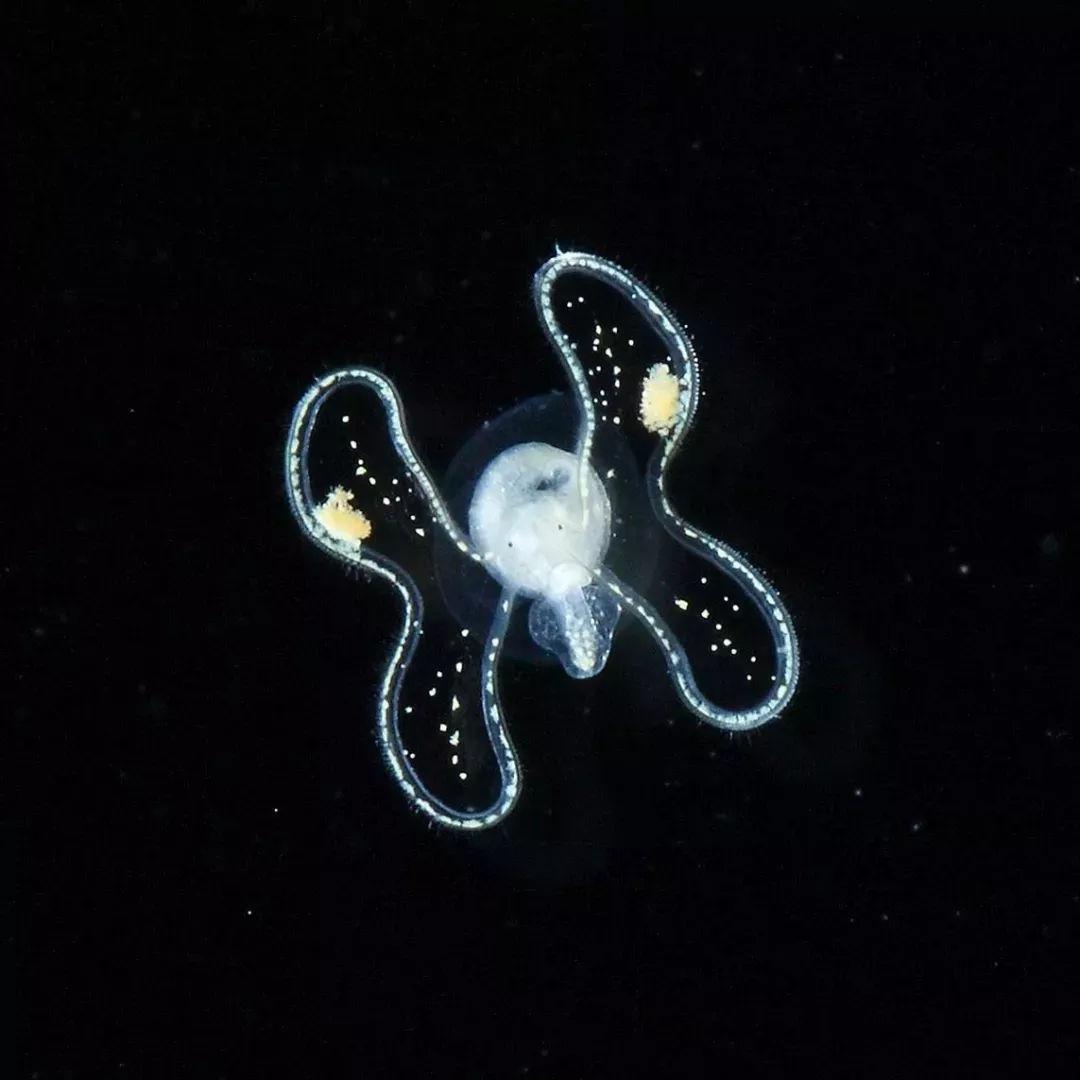 海洋探秘资料,海洋探秘鲨鱼