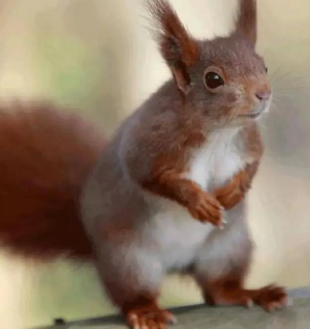 新手必备的四个化妆刷,新手不建议的化妆刷推荐