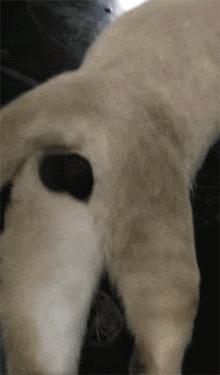 暹罗怎么不变白,暹罗变黑变不回来怎么办