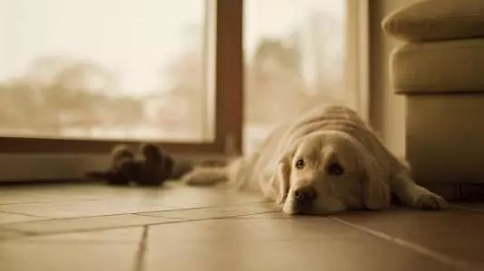 关于狗狗皮肤病治疗的视频,狗狗的皮肤病需要买什么