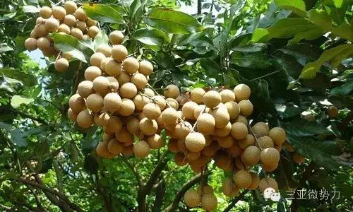 海南人最喜欢吃的食物,海南人吃最多的是什么