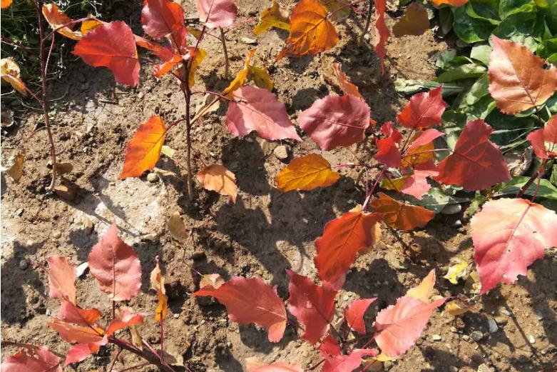 海淀赏红叶不止有香山，这7个景区秋景也美如油画！