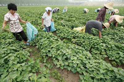 农村过年去旅游好吗,农民节日出去旅游