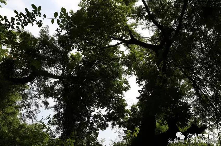 云南红河弥勒瀑布,弥勒滴水滩瀑布