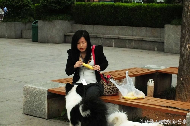 狗狗细小病毒初期怎么治疗,狗狗细小病毒是通过什么传播途径