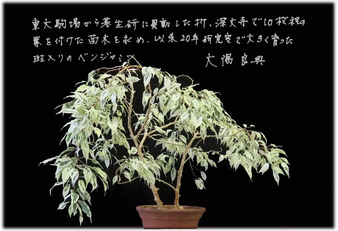 日本诺奖的秘密,日本获得过什么诺奖