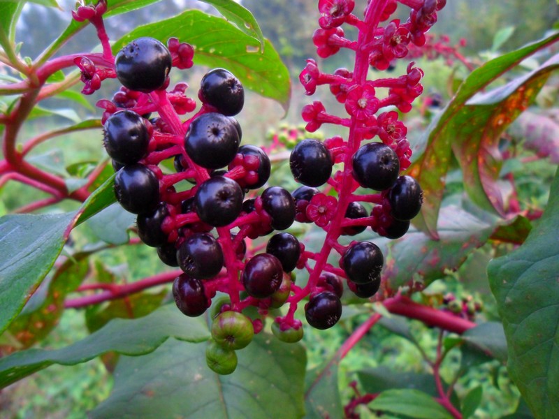 小时候都见过玩过的植物，但90%的人还不知道它们的名称