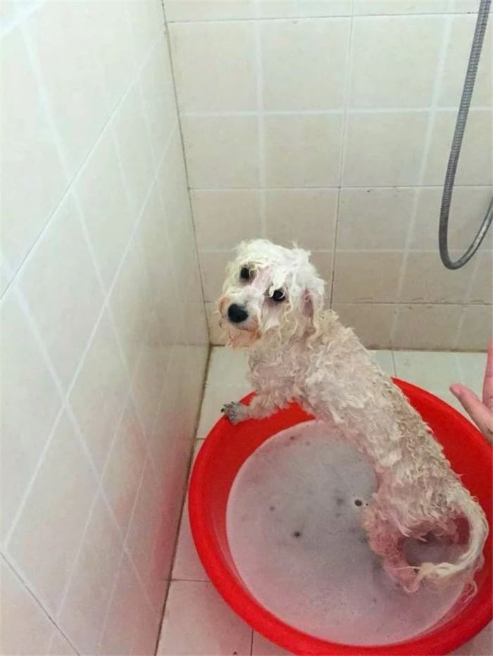 比熊不能遛很爱脏,比熊犬什么时候可以洗澡