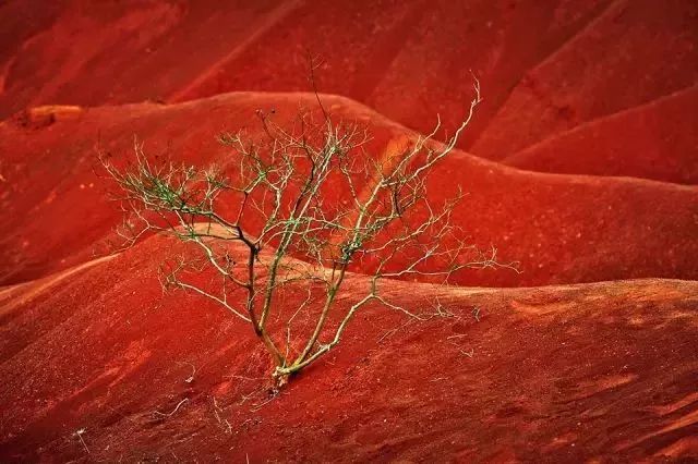 秋在广东很珍贵，若不细心寻找，它便静静地离开了