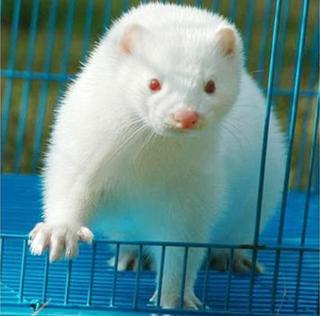 养貂赚钱,现在养貂赚钱么