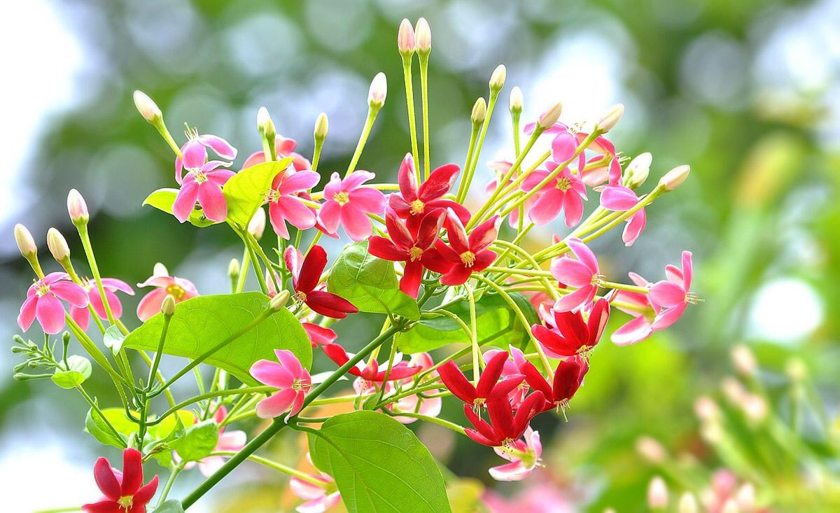 中药材使君子图片,使君子同类型中药材