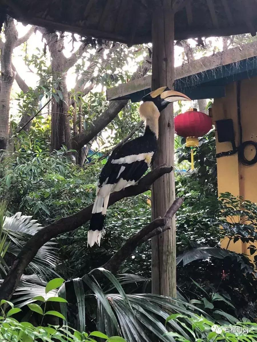 骞垮窞闀块殕椋為笩涔愬洯绁ㄤ环,闀块殕椋為笩涔愬洯灏忓绁ㄤ环