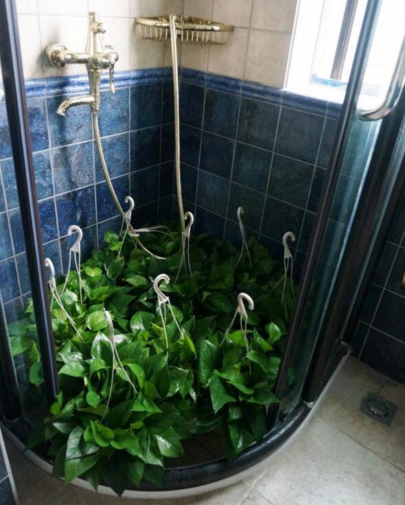 绿萝只有气根没有叶子可以扦插吗,绿萝怎样才能让叶子长得更旺盛