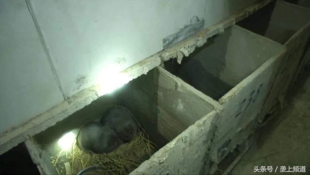 养竹鼠可以发家致富吗,养竹鼠需要大量的竹子吗