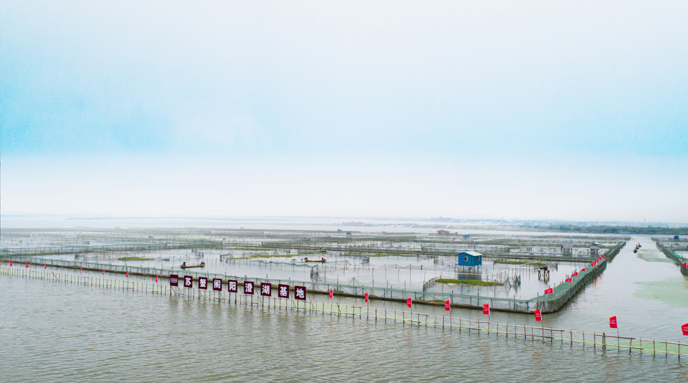 阳澄湖哪几家大闸蟹正宗,阳澄湖大闸蟹真的有那么多吗